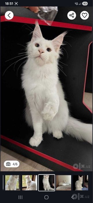 Чистокровный белоснежный Мейн-кун с документами! (Maine Coon)