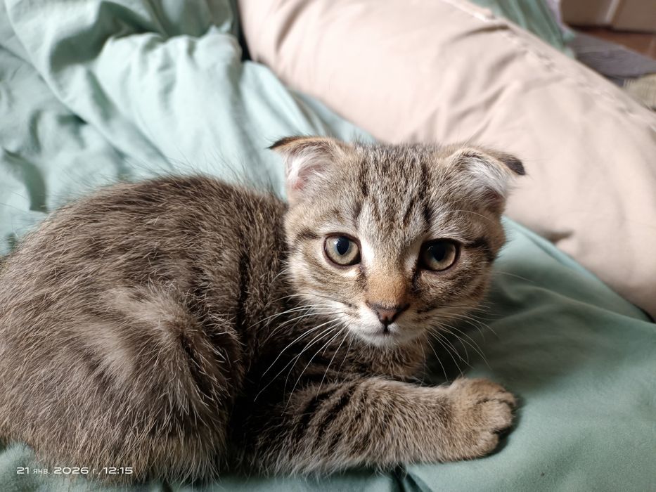 Продам котенка, возраст 3 месяца