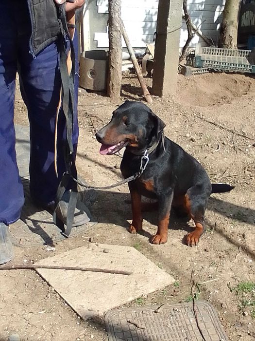 Мъжко ловно куче Ягдтериер