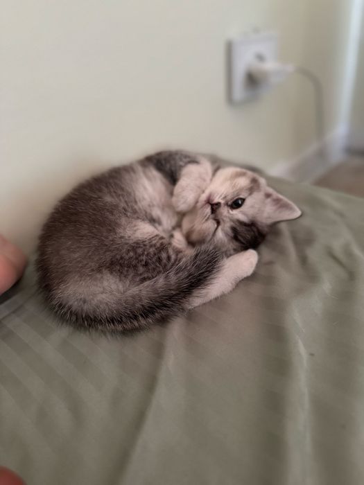 Скоттиш страйт