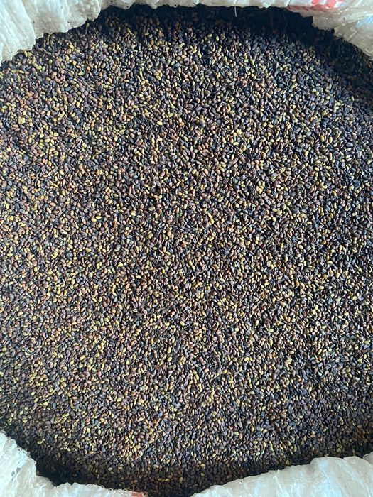 Lucernă tratată de inalta calitate