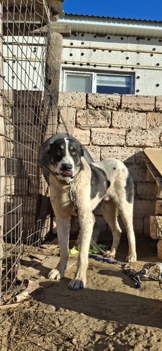 Алабай сатылады срочно