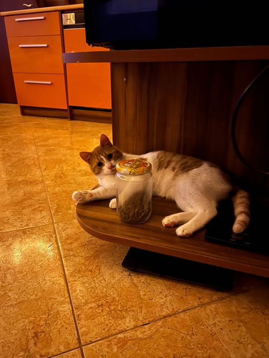 Мъжка кастирана котка