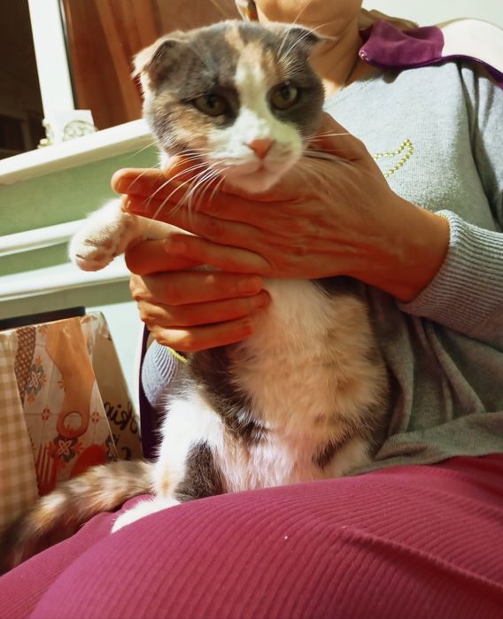 Продаётся.  Кошечка