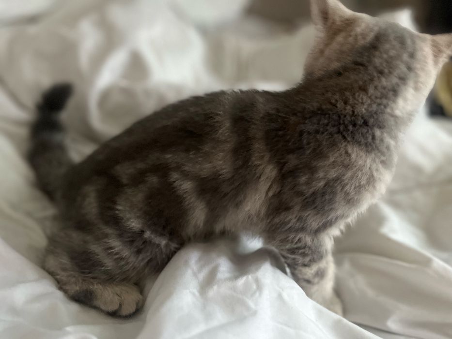 Шотландский котенок