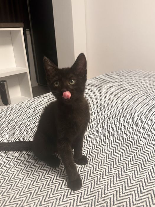 Pisicuta oentru adoptie