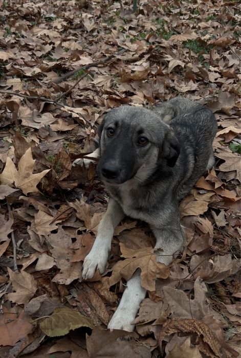 Собака ищет дом или передержку