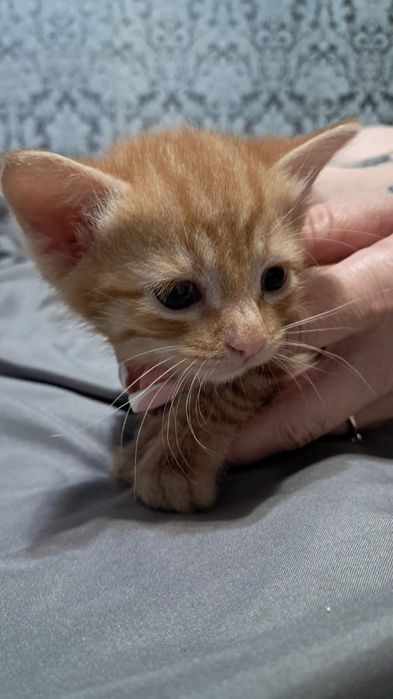 Отдам котят в хорошие руки