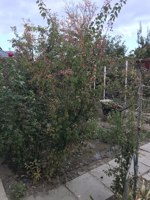 Молодые Саженцы Абрикос