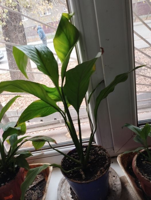 Продам спацефилум ( женское счастье)