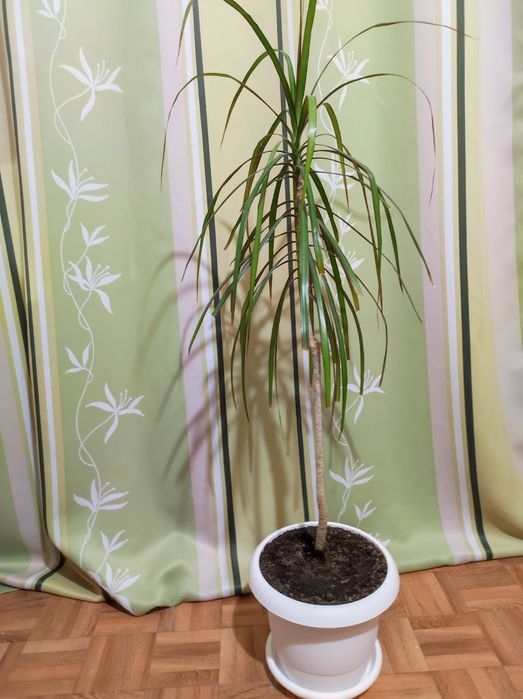 Продам комнатные растения