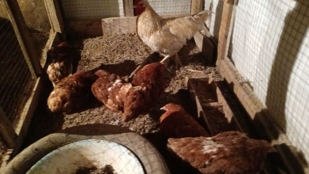 Куры молоденькая