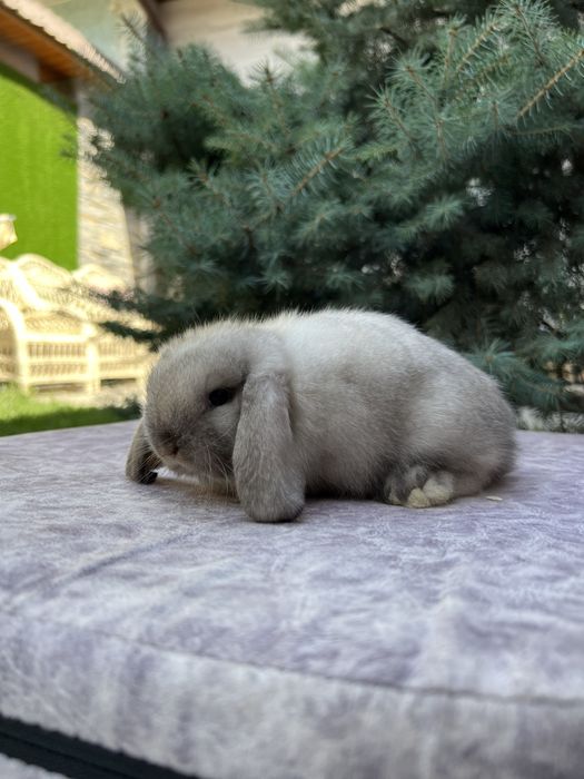 карликовые кролики