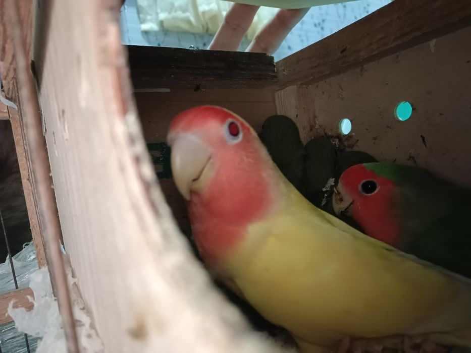 Тайор рабочи пара 100% Оилавий сотилади неразлучка