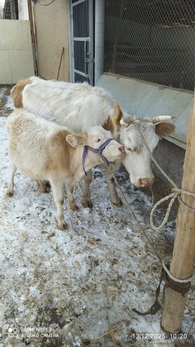 Сиыр бұзаумен сатылады