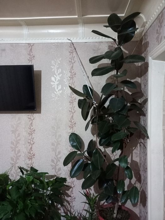 Фикус кора шахзода 2.5 м