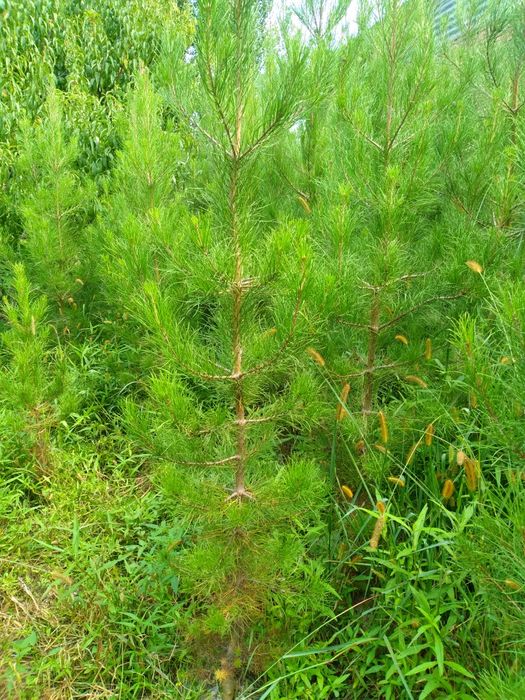 Сасна элдарски павлония китоб ва туя арчалар