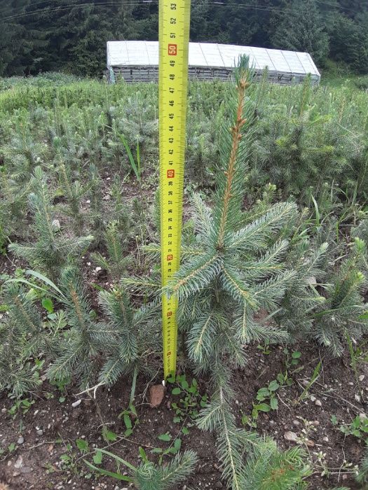 Puieti molid argintiu-Picea Pungens Majestic Blue