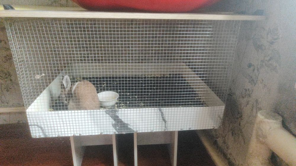 Продам кролика декоративный