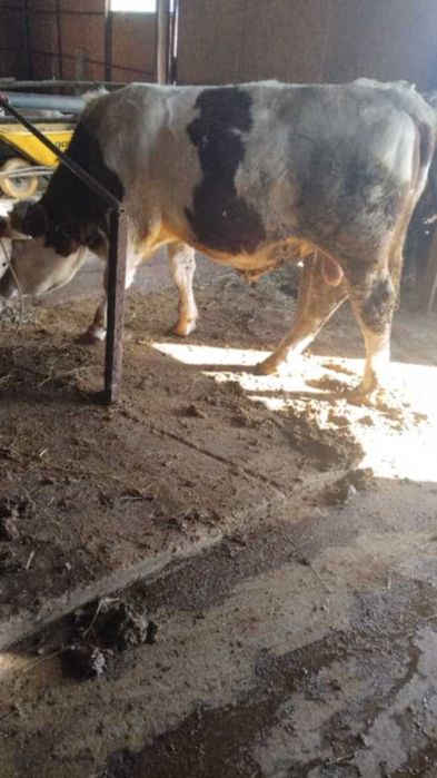 De vinzare vita baltata si un taur pentru monta