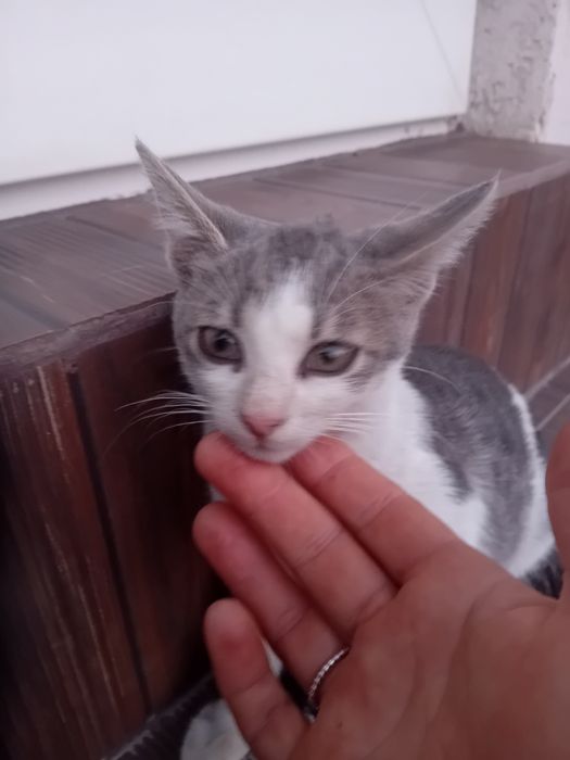 Donez2 puiuți  pisic