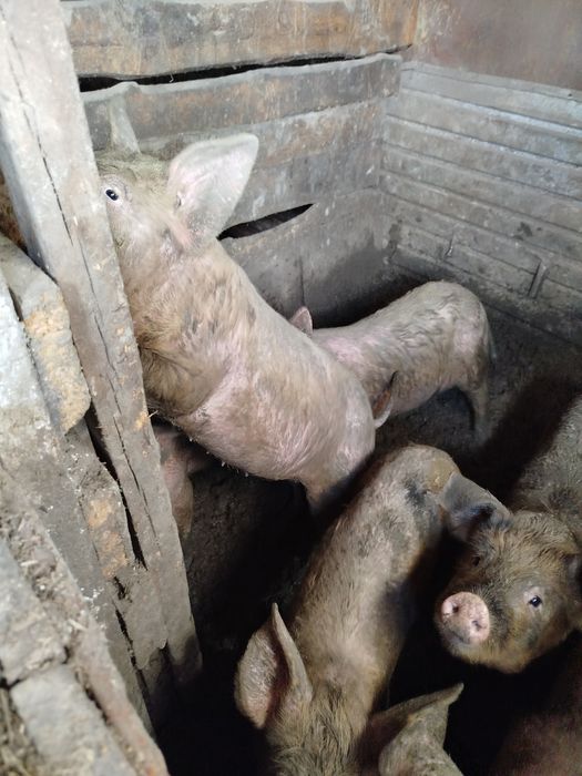 Продам поросят свинки