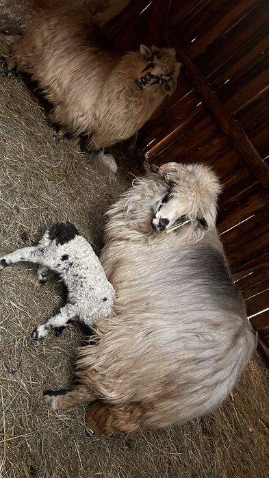 Vand oi bune de tinut,