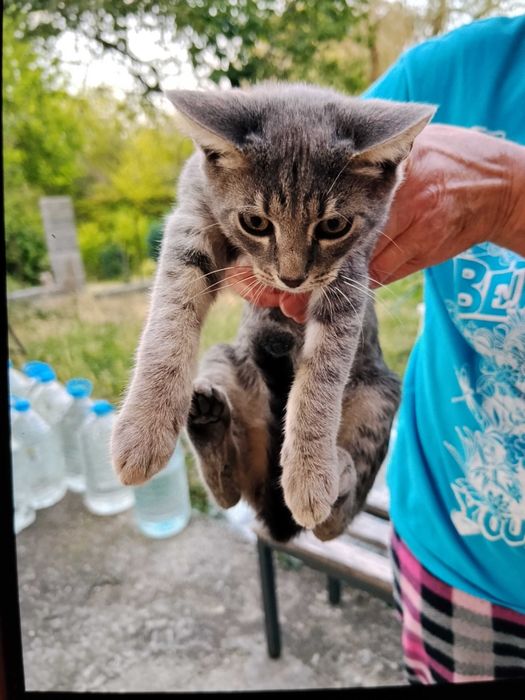 Бебета котета безплатно