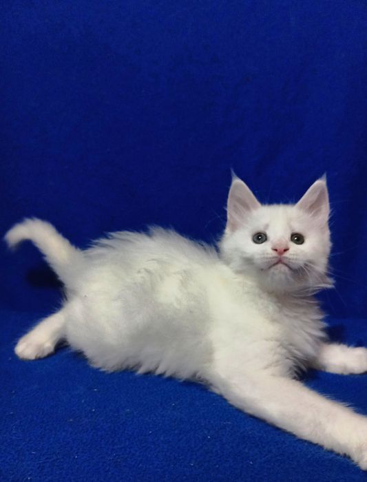 Котята породы Мейн Кун