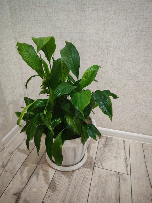 Бөлме гүлдері. Район Компоселок