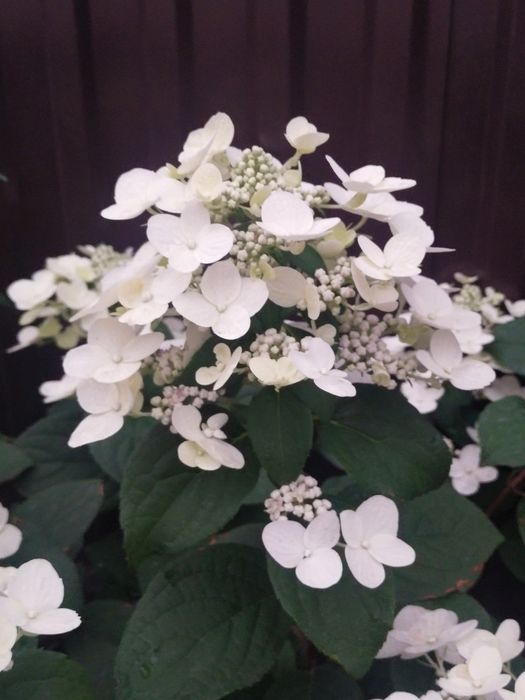 Продам гортензии