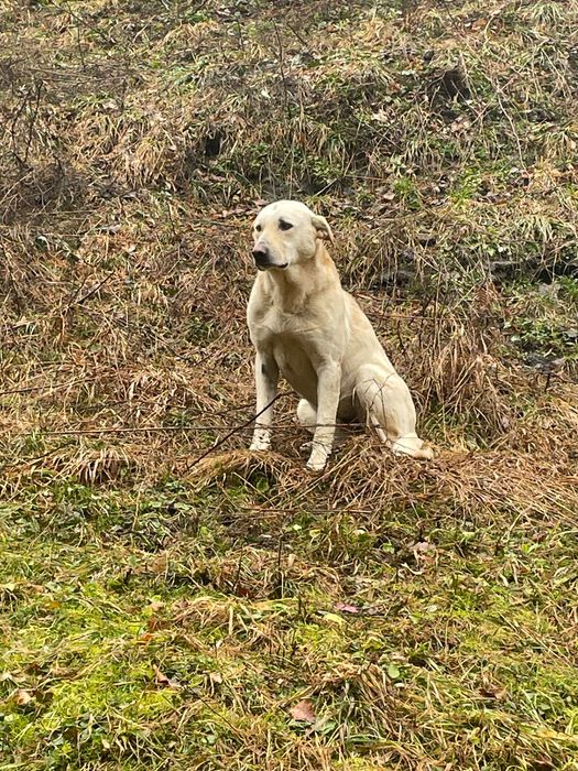 Cățel caută familie adevărată