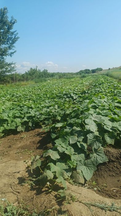 Продам огурцы свежые