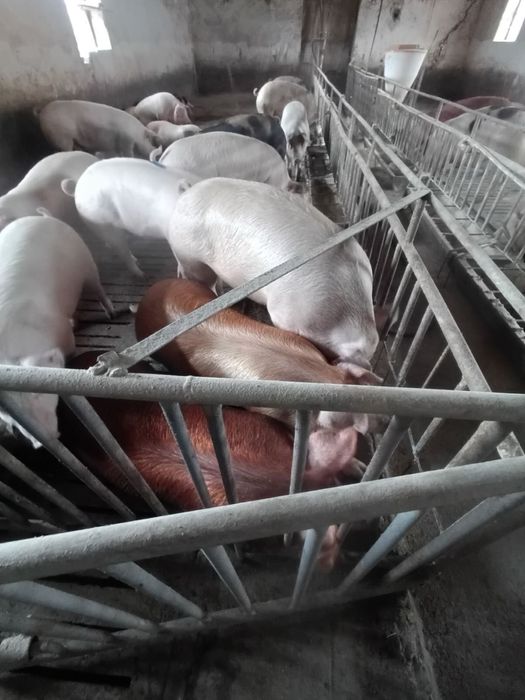 Продавам Угоени прасета