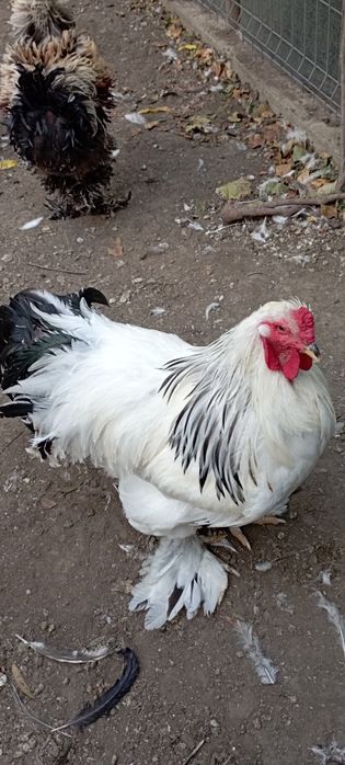 Cocoși Brahma și Frezat