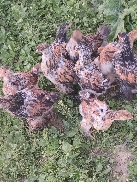 De vânzare pui brahma portelan si bobat