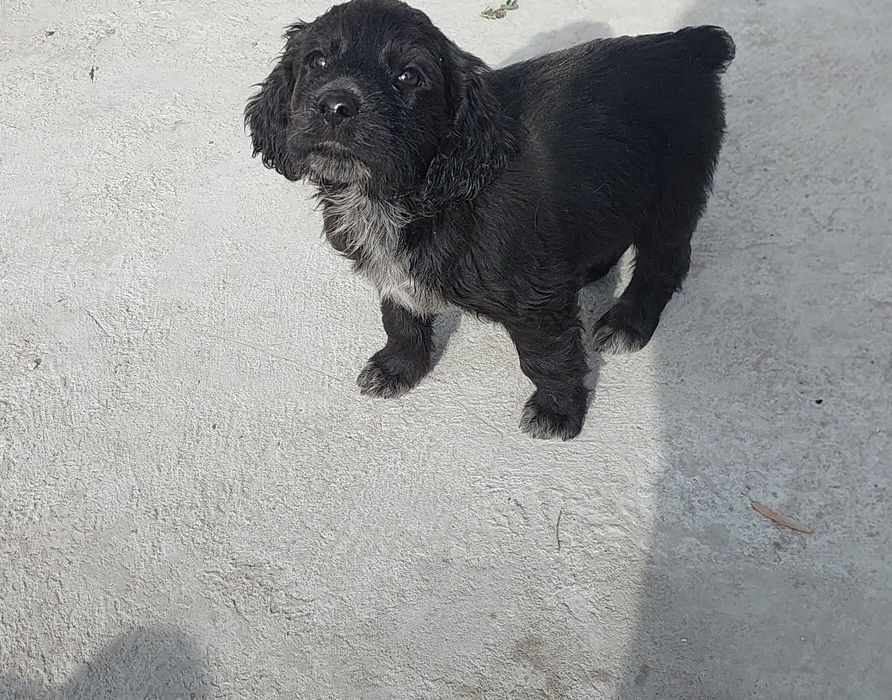 Продам щенка  спаниеля