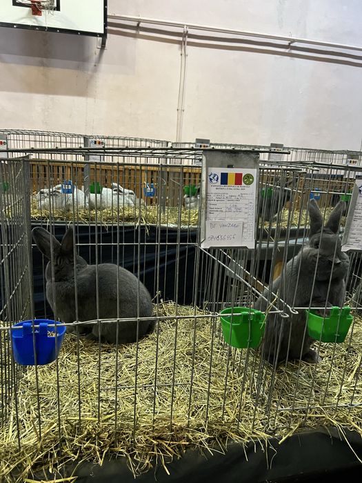 Iepuri vienez albastru