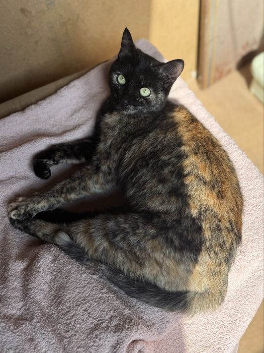 Ласковая кошечка