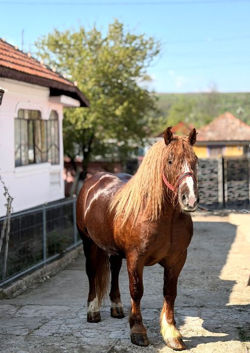 Cal de rasa semigrea