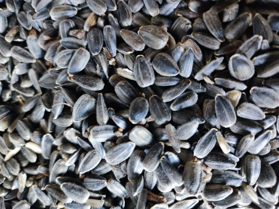 Vând floarea soarelui Recolta anului 2025