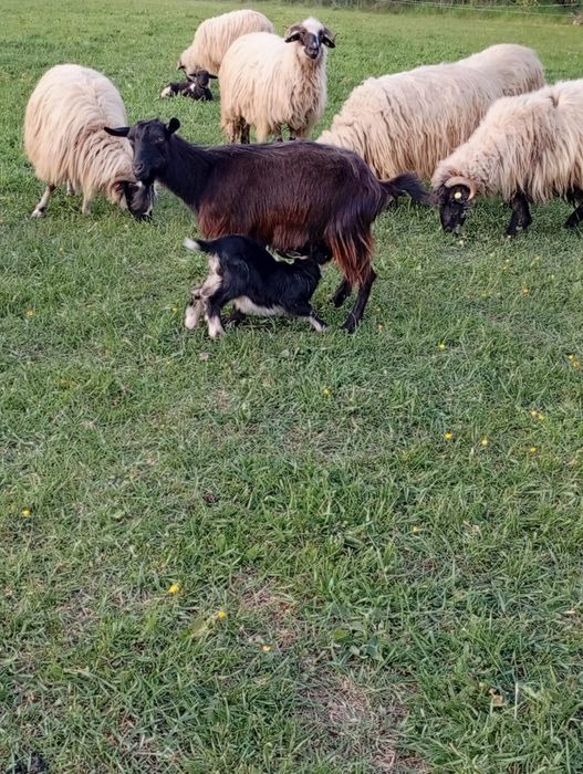 Vând capra cu ied
