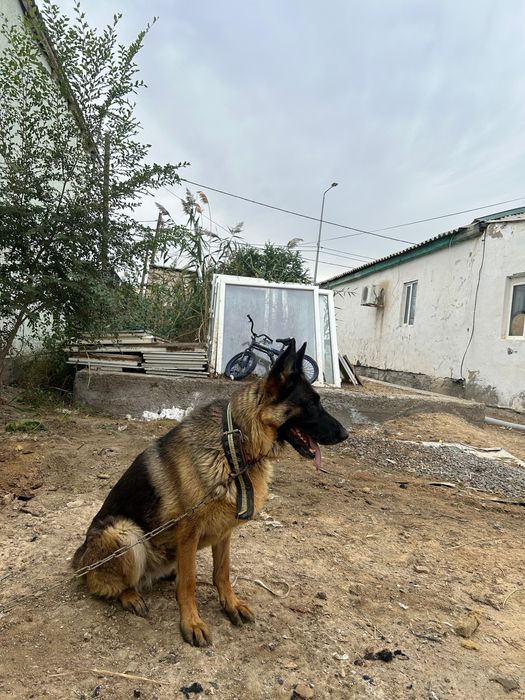 Немецкий овчарка