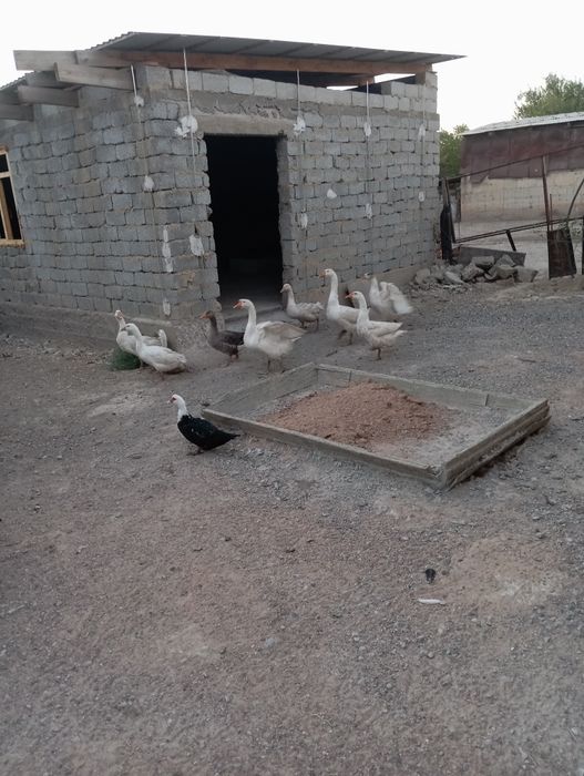 Продам гусей срочно
