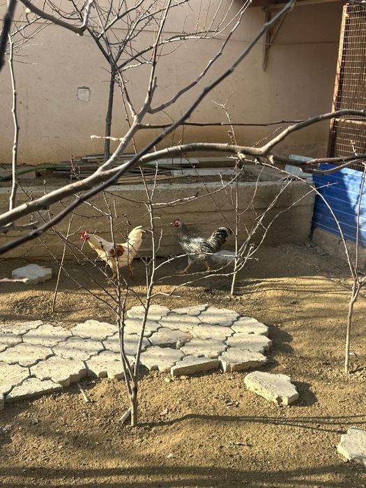 Ассалаумағалейкум