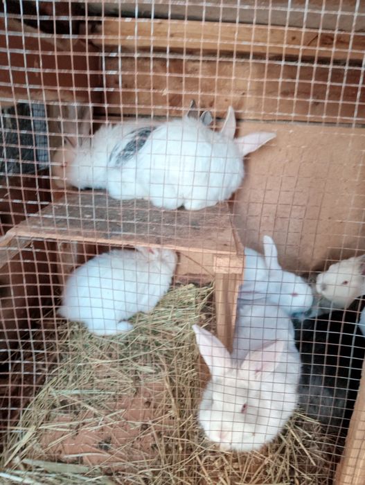 Продам крольчат трёх месячных
