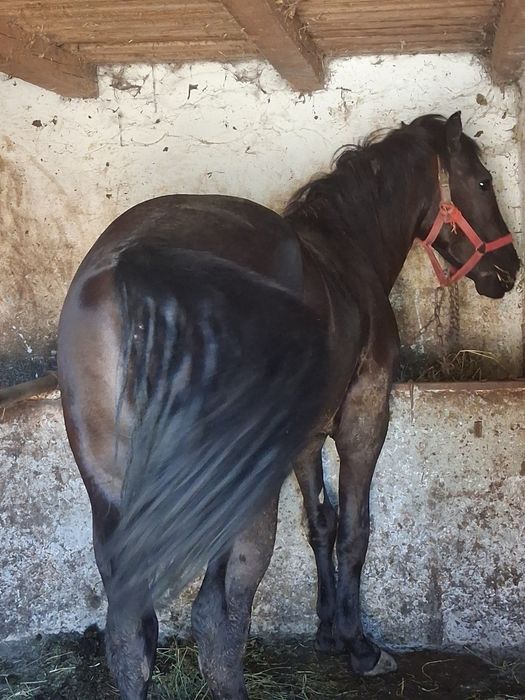 Vand metis de frizian de 1 an si 8 luni accept orice proba