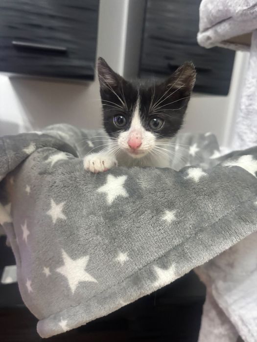 Adoptie motanel  !