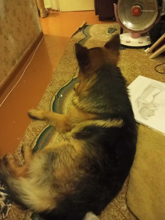 Немецкая овчарка продаётся