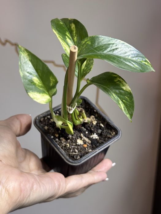 Продам комнатные цветы